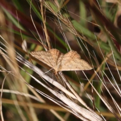 Scopula rubraria (Reddish Wave, Plantain Moth) at O'Connor, ACT - 24 Dec 2022 by ConBoekel