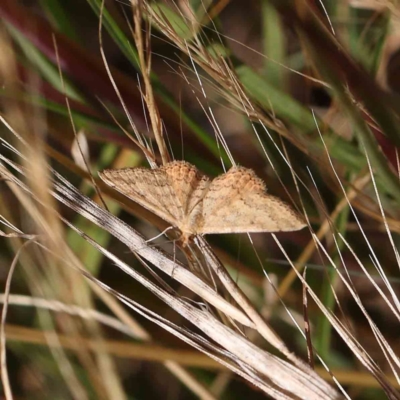 Scopula rubraria (Reddish Wave, Plantain Moth) at O'Connor, ACT - 24 Dec 2022 by ConBoekel