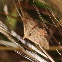 Scopula rubraria at O'Connor, ACT - 24 Dec 2022 11:50 AM