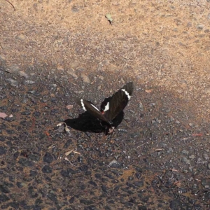 Papilio aegeus at O'Connor, ACT - 24 Dec 2022