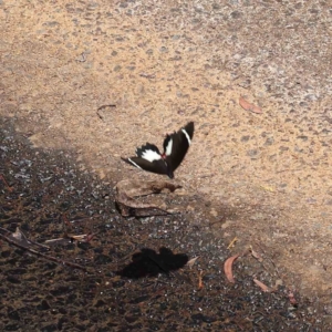 Papilio aegeus at O'Connor, ACT - 24 Dec 2022