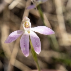 Caladenia carnea (Pink Fingers) at Paddys River, ACT - 25 Nov 2022 by SWishart