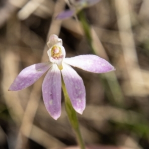 Caladenia carnea at Paddys River, ACT - suppressed