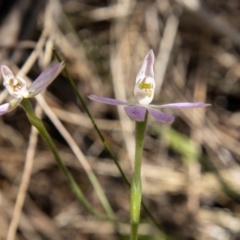 Caladenia carnea at Paddys River, ACT - suppressed