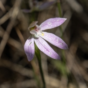 Caladenia carnea at Paddys River, ACT - 25 Nov 2022