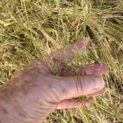 Agrostis capillaris (Brown Top Bent Grass) at Aranda Bushland - 28 Dec 2022 by lbradley