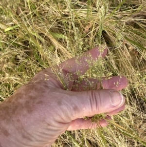 Agrostis capillaris at Aranda, ACT - 28 Dec 2022