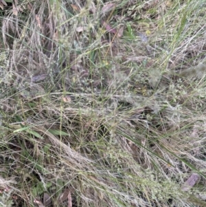 Agrostis capillaris at Aranda, ACT - 28 Dec 2022