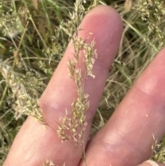 Agrostis capillaris at Aranda, ACT - 28 Dec 2022