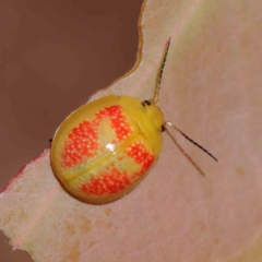 Paropsisterna fastidiosa (Eucalyptus leaf beetle) at O'Connor, ACT - 23 Dec 2022 by ConBoekel