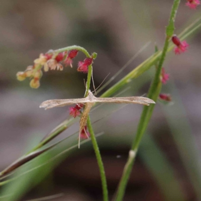 Pterophoridae (family) at O'Connor, ACT - 24 Dec 2022 by ConBoekel