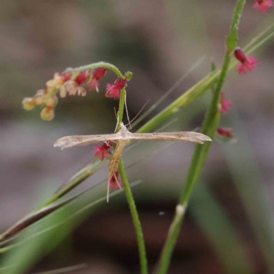 Pterophoridae (family) at Dryandra St Woodland - 23 Dec 2022 by ConBoekel