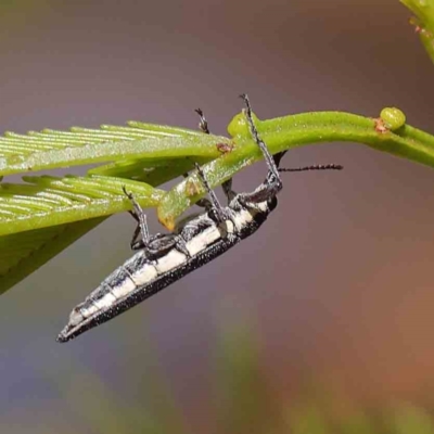 Rhinotia sp. (genus) (Unidentified Rhinotia weevil) at O'Connor, ACT - 23 Dec 2022 by ConBoekel