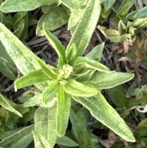 Persicaria prostrata at Aranda, ACT - 28 Dec 2022