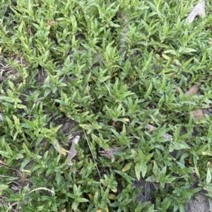 Persicaria prostrata at Aranda, ACT - 28 Dec 2022