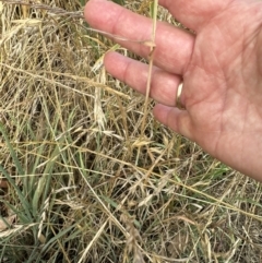 Avena barbata (Bearded Oat) at Molonglo Valley, ACT - 28 Dec 2022 by lbradley