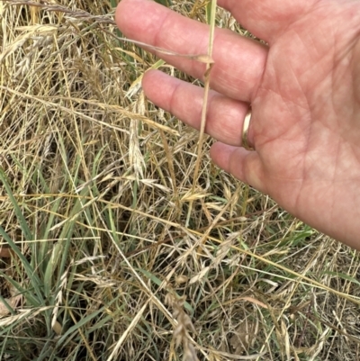 Avena barbata (Bearded Oat) at Aranda Bushland - 28 Dec 2022 by lbradley