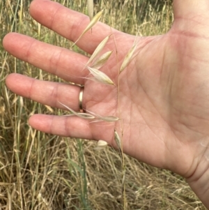 Avena barbata at Aranda, ACT - 28 Dec 2022 06:56 PM