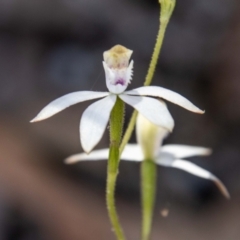 Caladenia moschata (Musky Caps) at Paddys River, ACT - 24 Nov 2022 by SWishart