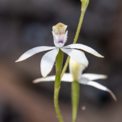 Caladenia moschata (Musky Caps) at Paddys River, ACT - 25 Nov 2022 by SWishart