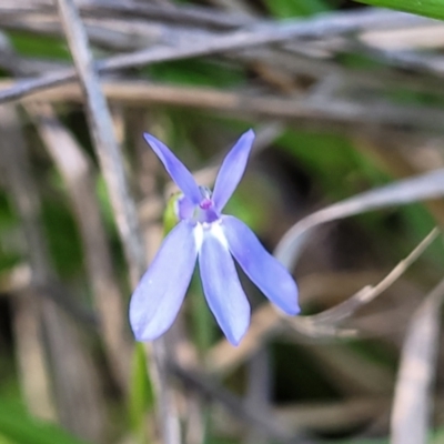 Lobelia sp. at Nambucca Heads, NSW - 28 Dec 2022 by trevorpreston