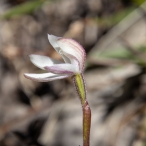 Caladenia alpina at Cotter River, ACT - 25 Nov 2022