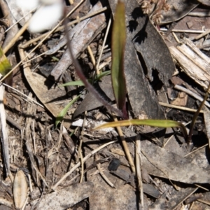 Caladenia alpina at Cotter River, ACT - 25 Nov 2022