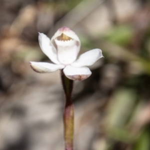 Caladenia alpina at Cotter River, ACT - 25 Nov 2022