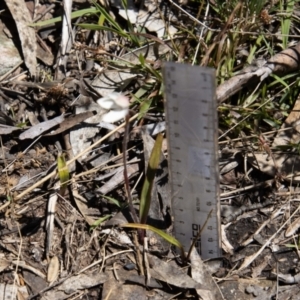 Caladenia alpina at Cotter River, ACT - 25 Nov 2022