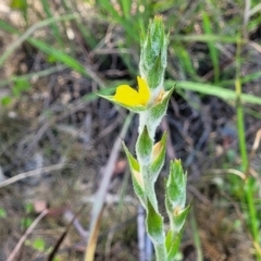 Philydrum lanuginosum at Nambucca Heads, NSW - 28 Dec 2022 03:14 PM