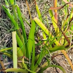 Philydrum lanuginosum at Nambucca Heads, NSW - 28 Dec 2022