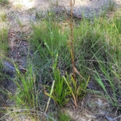 Philydrum lanuginosum at Nambucca Heads, NSW - 28 Dec 2022 03:14 PM