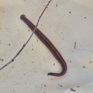 Hirudinidae sp. (family) at Yass River, NSW - 28 Dec 2022