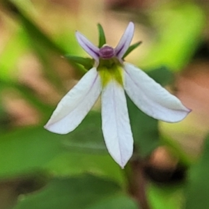 Lobelia purpurascens at Nambucca Heads, NSW - 28 Dec 2022