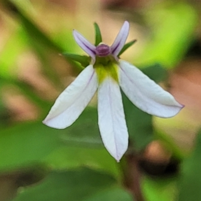 Lobelia purpurascens (White Root) at Nambucca State Forest - 28 Dec 2022 by trevorpreston