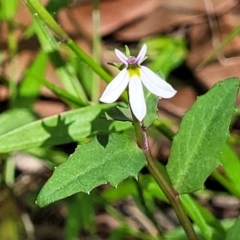 Lobelia purpurascens at Nambucca Heads, NSW - 28 Dec 2022