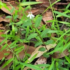 Lobelia purpurascens at Nambucca Heads, NSW - 28 Dec 2022