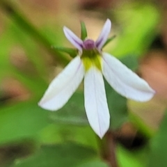 Lobelia purpurascens at Nambucca Heads, NSW - 28 Dec 2022