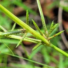 Cyperus trinervis at Nambucca State Forest - 28 Dec 2022 by trevorpreston