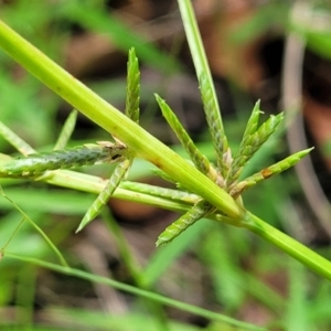 Cyperus trinervis at Nambucca Heads, NSW - 28 Dec 2022 03:09 PM