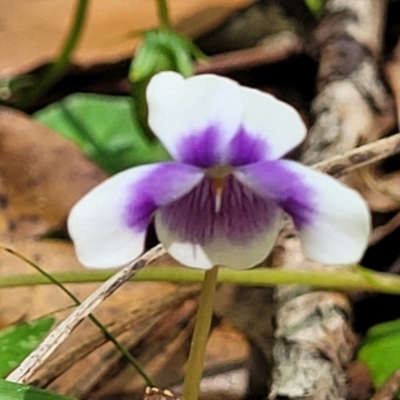 Viola banksii (Native Violet) at Nambucca Heads, NSW - 28 Dec 2022 by trevorpreston