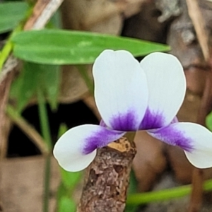 Viola banksii at Nambucca Heads, NSW - 28 Dec 2022