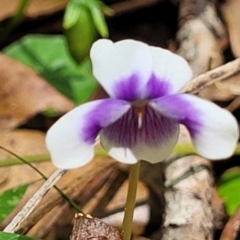 Viola banksii at Nambucca Heads, NSW - 28 Dec 2022