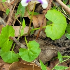 Viola banksii at Nambucca Heads, NSW - 28 Dec 2022