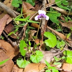 Viola banksii at Nambucca Heads, NSW - 28 Dec 2022 03:07 PM