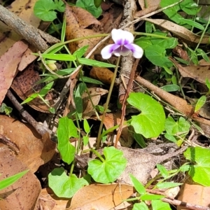 Viola banksii at Nambucca Heads, NSW - 28 Dec 2022 03:07 PM