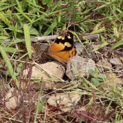 Heteronympha merope (Common Brown Butterfly) at East Boyd State Forest - 23 Dec 2022 by KylieWaldon