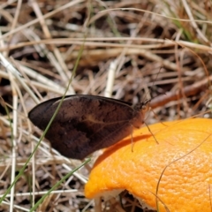 Heteronympha merope at Kiah, NSW - 24 Dec 2022