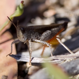 Phaulacridium vittatum at Rendezvous Creek, ACT - 27 Dec 2022