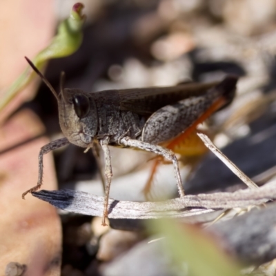Phaulacridium vittatum (Wingless Grasshopper) at Rendezvous Creek, ACT - 27 Dec 2022 by KorinneM
